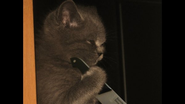 Коты с ножами