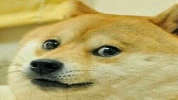 Мемные собаки