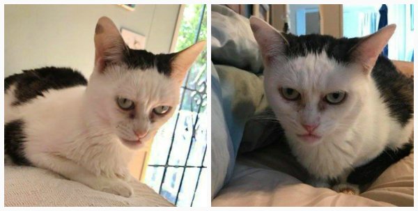 Кот Стива Бушеми