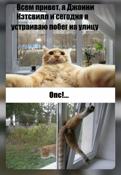 Кот Мем