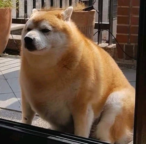 Толстая Шиба ину