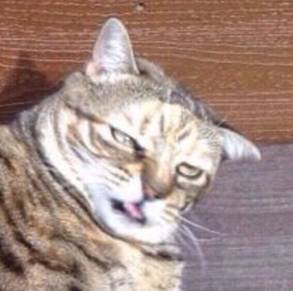 Смешной кот в плохом качестве