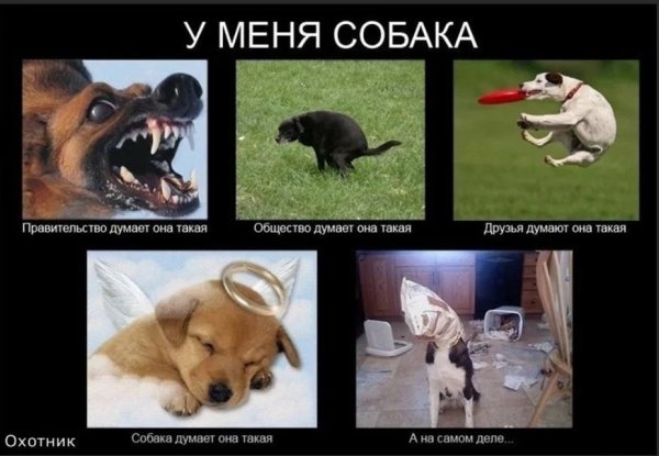 Собака Мем