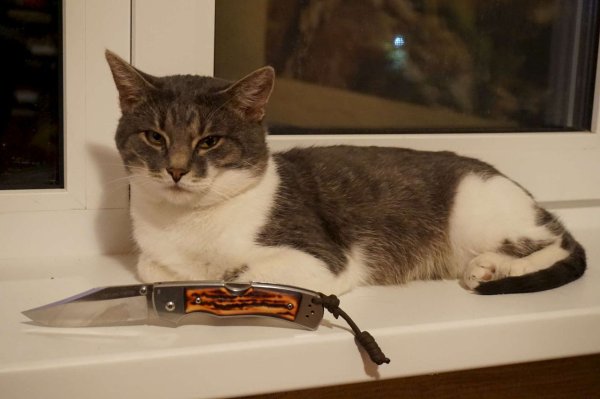 Кот с ножом