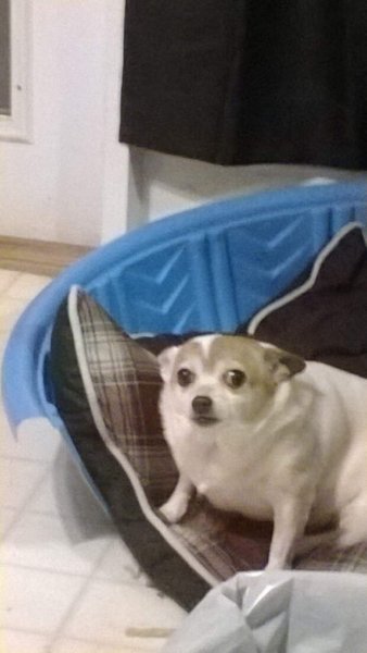 Толстая собака из мема