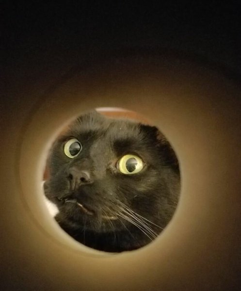 Кот заглядывает