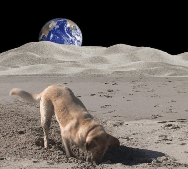 Кот на Луне