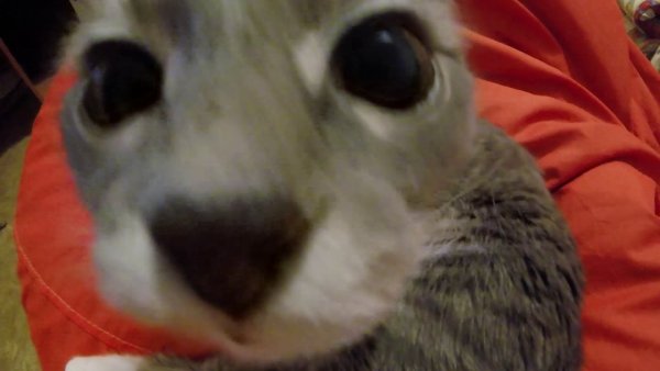 Кот носом в камеру Мем