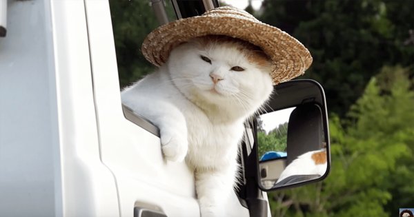 Кот за рулем грузовика