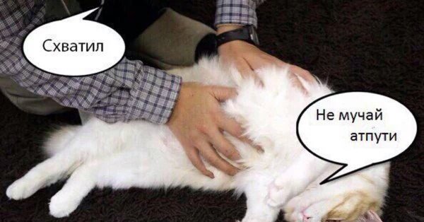 Замученный кот