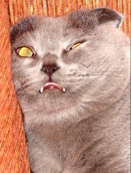 Уставший котик