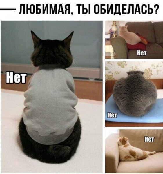 Обиженный кот прикол