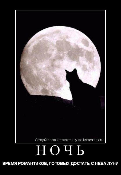 Кот воет на луну картинки