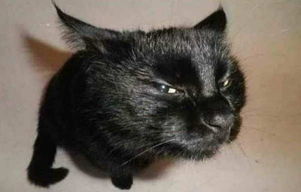 Кот подозревает