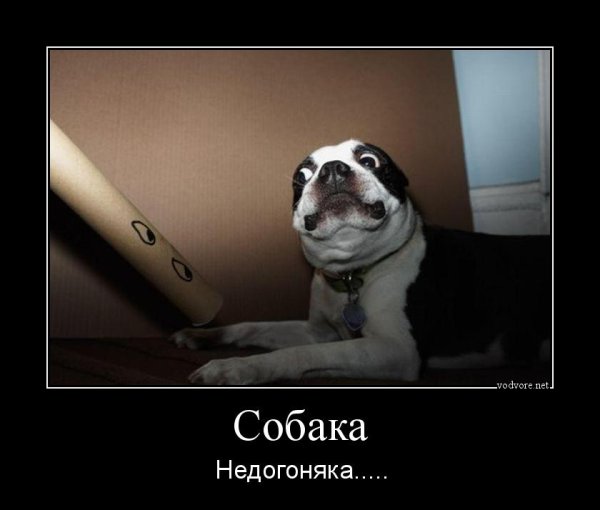 Собака в шоке Мем