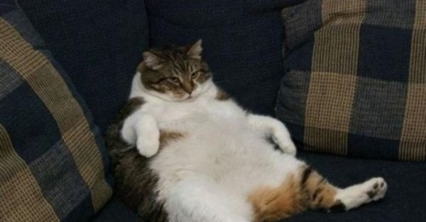 Толстый кот пузом кверху