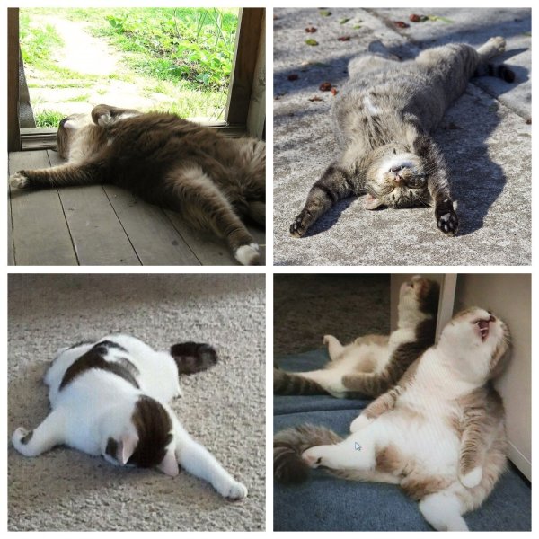 Измученный кот прикол