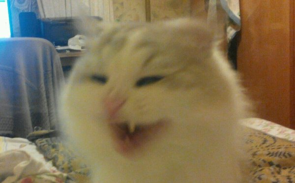 Кот ржет Мем