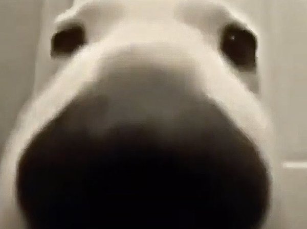 Собака обнюхивает