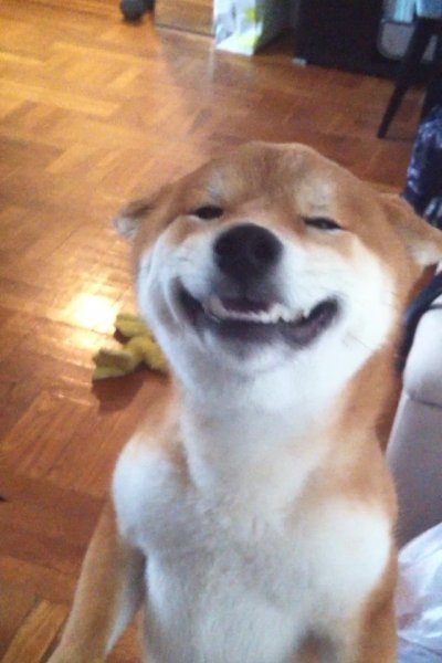 Собака улыбается