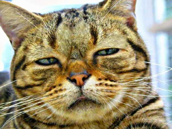 Спокойный кот