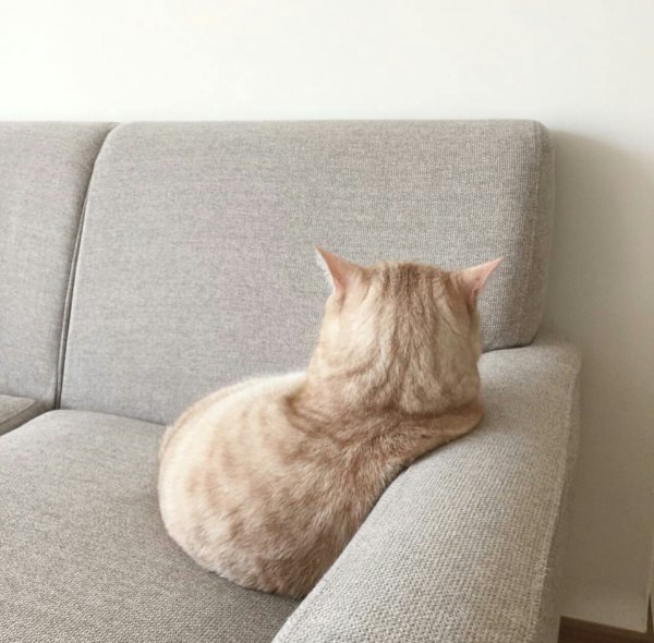 Кот отвернулся