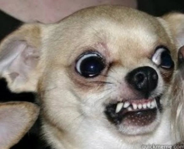 Собака чихуахуа злая