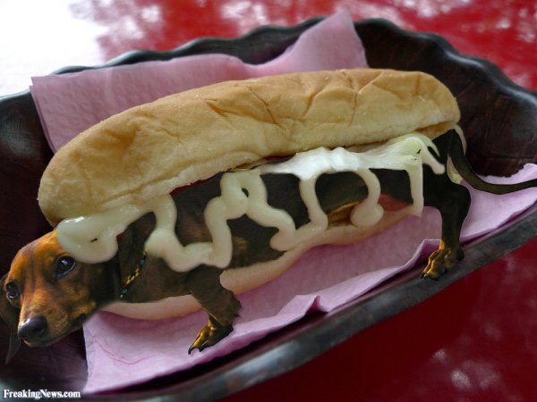 Такса хот дог