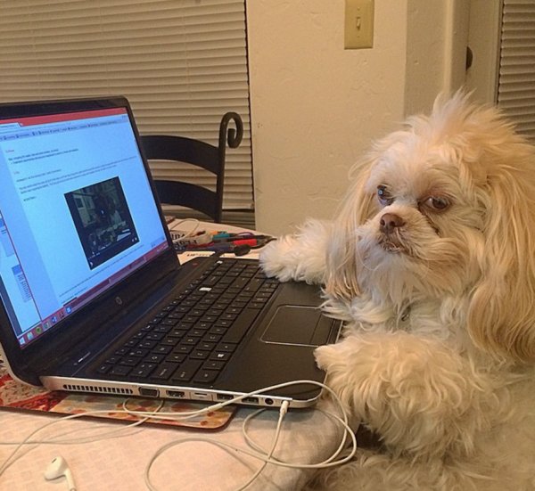 Животные закомпютерам