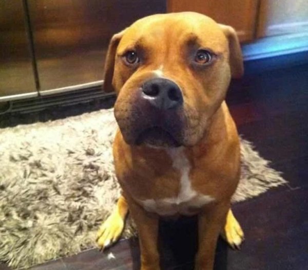 Собаку ужалила пчела