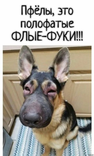 Собаку укусила Оса