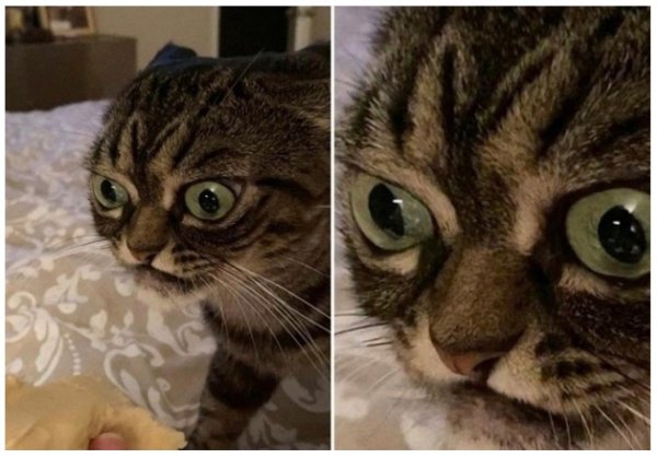 Матерный кот