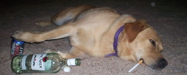 Собака с выпивкой