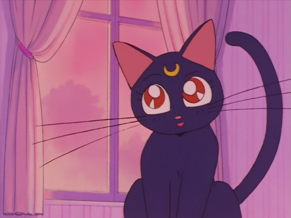 Сейлормун кот