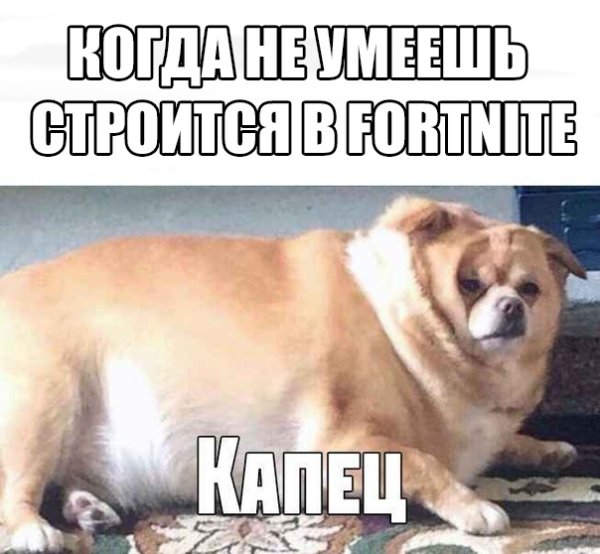 Толстый щенок