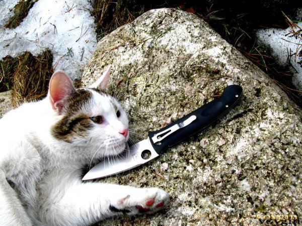 Кот с ножом