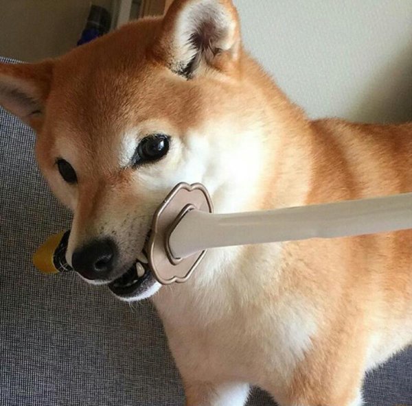 Сиба ину Самурай