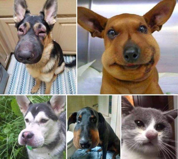 Собаку укусила пчела