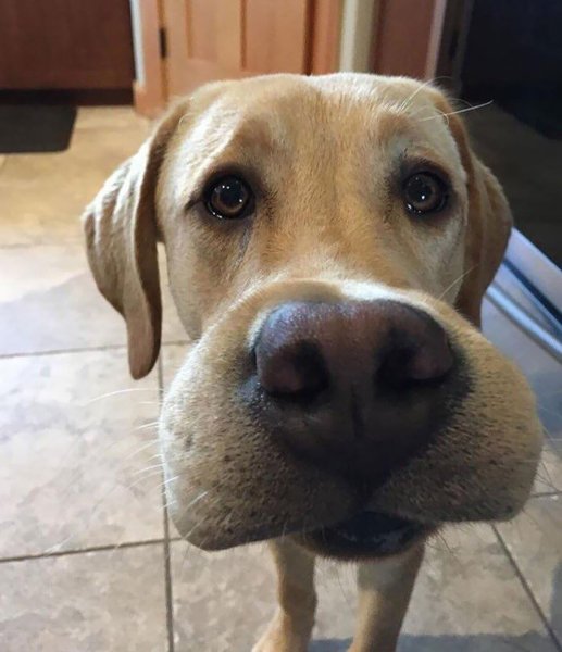 Собаку укусила пчела