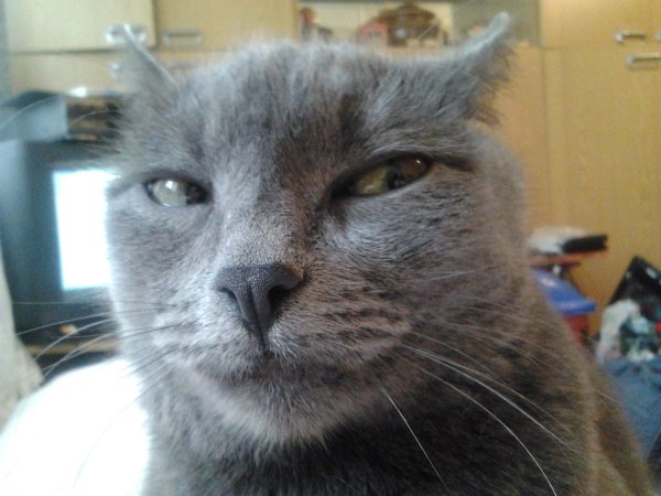 Кот подозревает