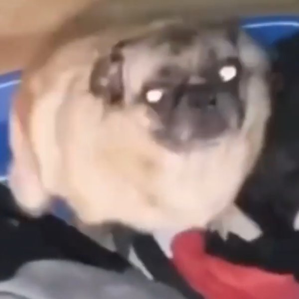 Танцующий Мопс