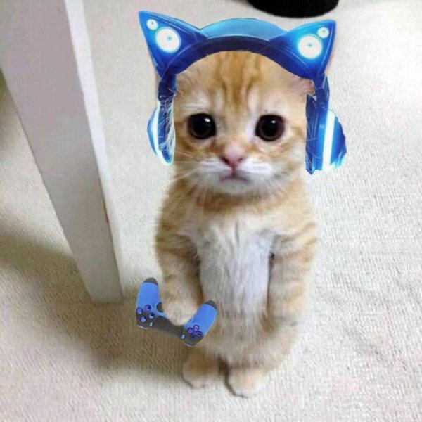 Смешные котята