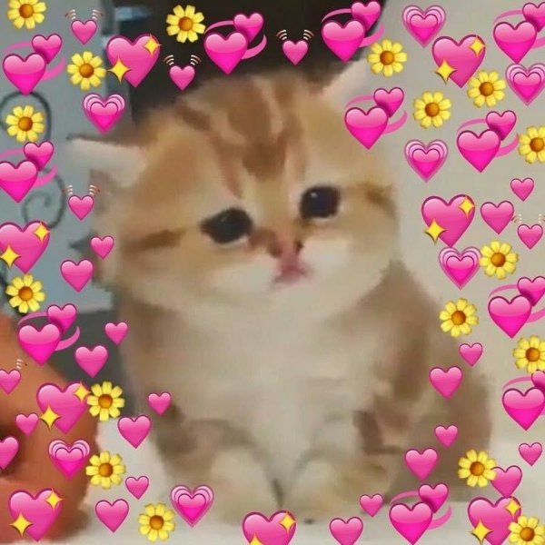 Милый котик с сердечками
