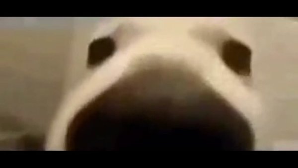 Собака нюхает камеру