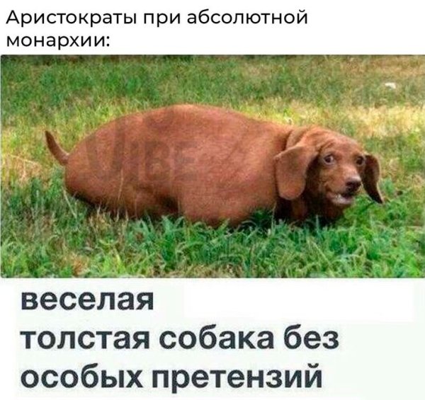 Вы веселая толстая собака без особых