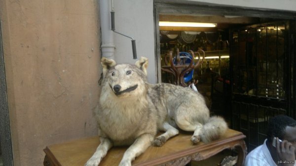 Чучело собаки