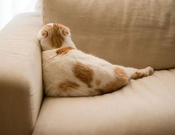 Обиженный котик