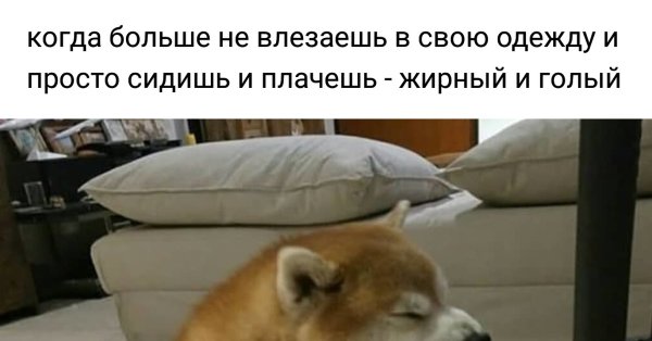 Жирная собака Мем