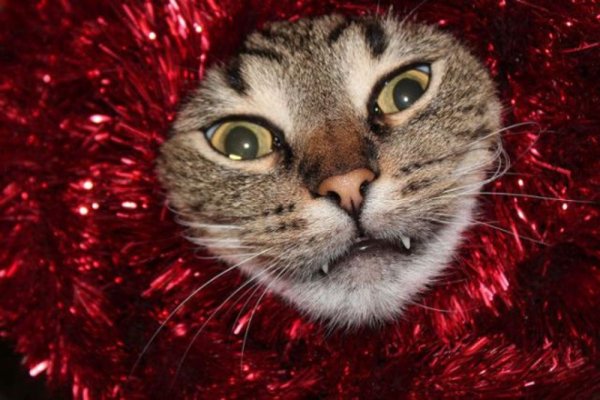 Новогодний котик