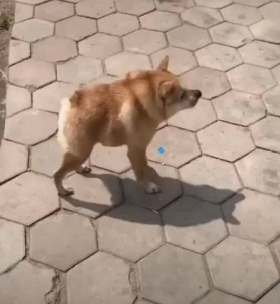 Суутулая Сомака